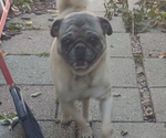 Small Photo #1 Pug Puppy For Sale in SAINT JOE, IN, USA