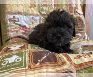 Poovanese Puppy for sale in SHILOH, OH, USA