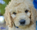 Small Photo #11 Goldendoodle-Poodle (Miniature) Mix Puppy For Sale in SARATOGA SPRINGS, UT, USA
