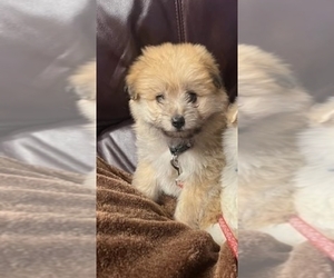 Pom-A-Poo Puppy for sale in EL PASO, TX, USA