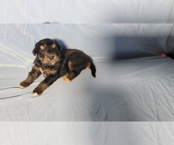 Medium Photo #12 Golden Mountain Dog Puppy For Sale in BLACK FOREST, CO, USA