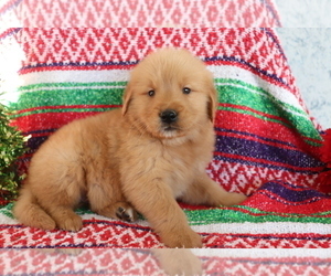 Golden Retriever Puppy for sale in SHILOH, OH, USA