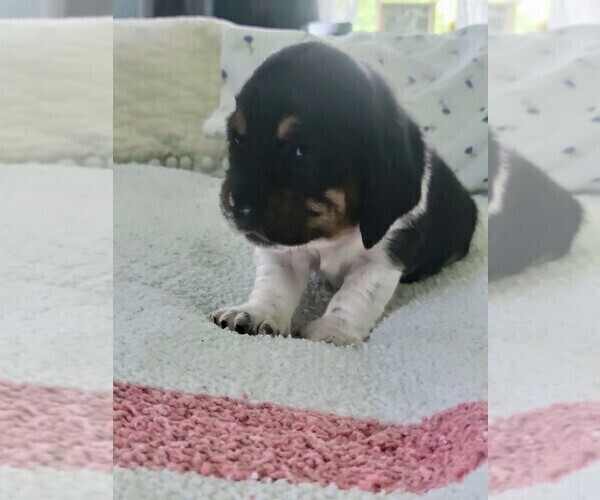 Medium Photo #9 Basset Hound Puppy For Sale in PETERSBURG, IN, USA