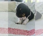Small Photo #9 Basset Hound Puppy For Sale in PETERSBURG, IN, USA
