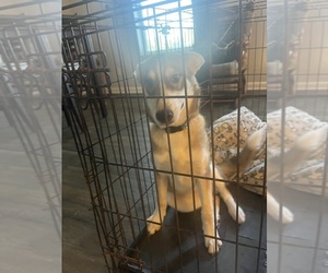 Ausky Dogs for adoption in CORPUS CHRISTI, TX, USA