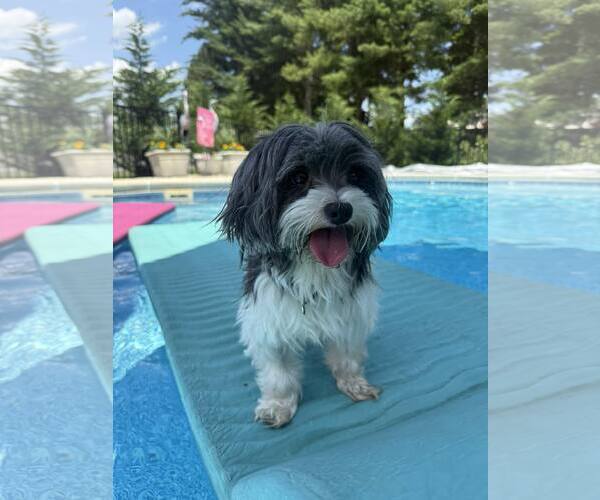 Medium Photo #2 Shih Apso Puppy For Sale in Oakhurst, NJ, USA