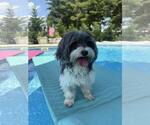 Small #1 Shih Apso