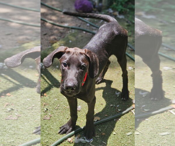 Medium Photo #2 Great Dane-Unknown Mix Puppy For Sale in Woodbury, NY, USA