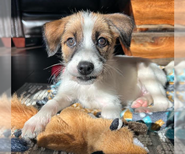 Medium Photo #8 Mutt Puppy For Sale in Brooklyn Center, MN, USA