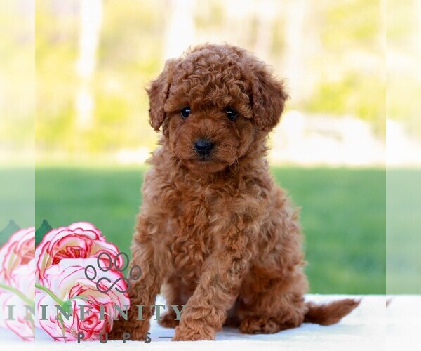 Medium Photo #4 Cavapoo (Miniature) Puppy For Sale in LITITZ, PA, USA