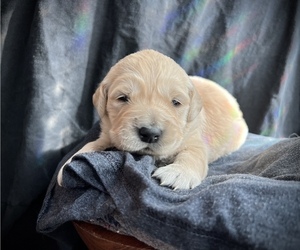 Golden Retriever Puppy for sale in ALPENA, MI, USA