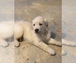 Small #5 English Cream Golden Retriever