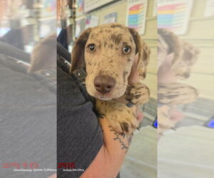 Catahoula Leopard Dog-Labrador Retriever Mix Dogs for adoption in Foristell, MO, USA
