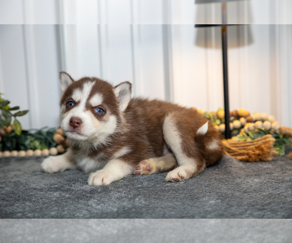 Medium Photo #3 Siberian Husky Puppy For Sale in SHREVE, OH, USA