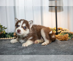 Small Photo #28 Siberian Husky Puppy For Sale in SHREVE, OH, USA
