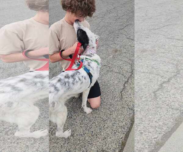 Medium Photo #3 Border Collie-Great Pyrenees Mix Puppy For Sale in Visalia, CA, USA