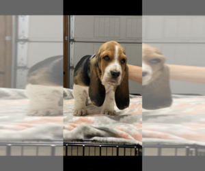 Basset Hound Puppy for sale in GERBER, CA, USA