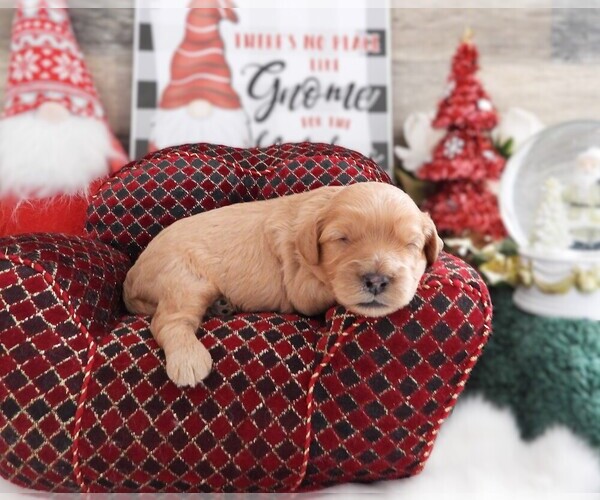 Medium Photo #1 Cavapoo (Miniature) Puppy For Sale in CARLISLE, KY, USA