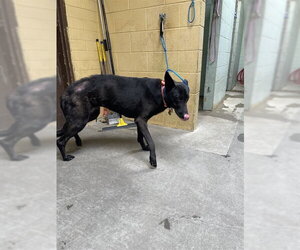 Mutt Dogs for adoption in Stockton, CA, USA