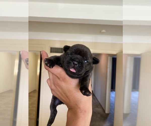 Medium Photo #4 French Bulldog Puppy For Sale in LOS ANGELES, CA, USA
