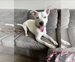 Small #9 Boxer Mix