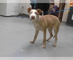 Siberian Husky-Unknown Mix Dogs for adoption in Fayetteville, NC, USA