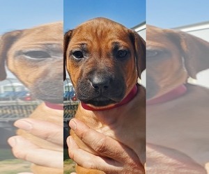 Rhodesian Ridgeback Puppy for sale in BILLINGS, MT, USA