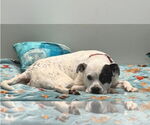 Small #25 American Bulldog-Labrador Retriever Mix