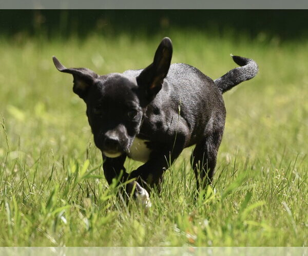 Medium Photo #3 Shepradors Puppy For Sale in Mechanicsburg, PA, USA