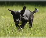 Small #2 Shepradors