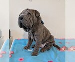 Puppy Puppy 3 Chinese Shar-Pei