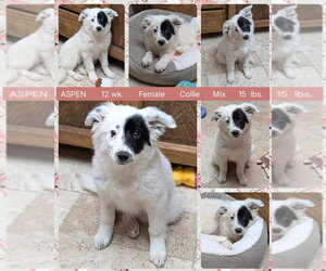 Border Collie-Collie Mix Dogs for adoption in Mesa, AZ, USA