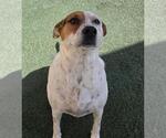 Small #1 Mutt