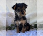 MR Pepsi - Male Yorkshire Terrier Puppy for Sale - Photo #11
