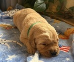 Puppy Puppy 1 D Gr Golden Retriever
