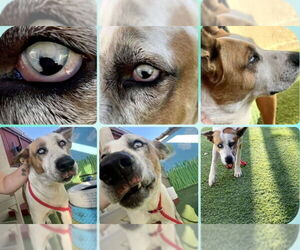 Trotter - Male Mutt Dog for Adoption - Photo #6