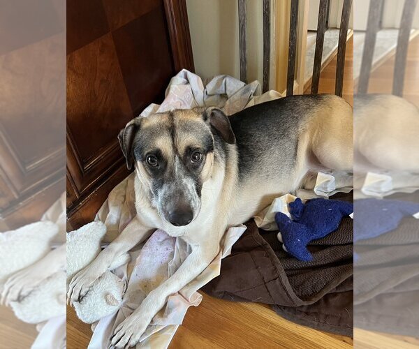 Medium Photo #5 Mutt Puppy For Sale in Brewster, NY, USA