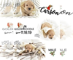 Goldendoodle Puppy for sale in SPRING BRANCH, TX, USA