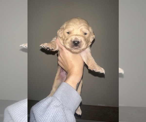 Medium Photo #16 Golden Retriever Puppy For Sale in CONCORD, VA, USA