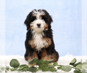 Bernedoodle (Miniature) Puppy for sale in LIVINGSTON, WI, USA