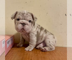 Small #1 French Bulldog