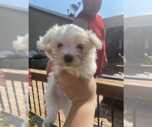 Maltese Puppy for sale in FREDONIA, KS, USA