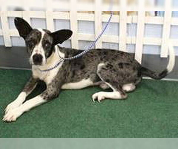 Medium Photo #1 Australian Shepherd-Catahoula Leopard Dog Mix Puppy For Sale in Newfoundland, PA, USA