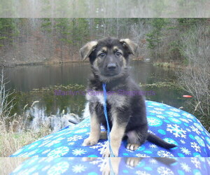 German Shepherd Dog Puppy for Sale in PIEDMONT, Missouri USA