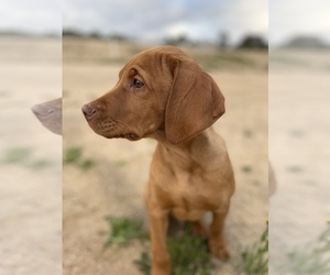 Vizsla Dog for Adoption in AGUA DULCE, California USA