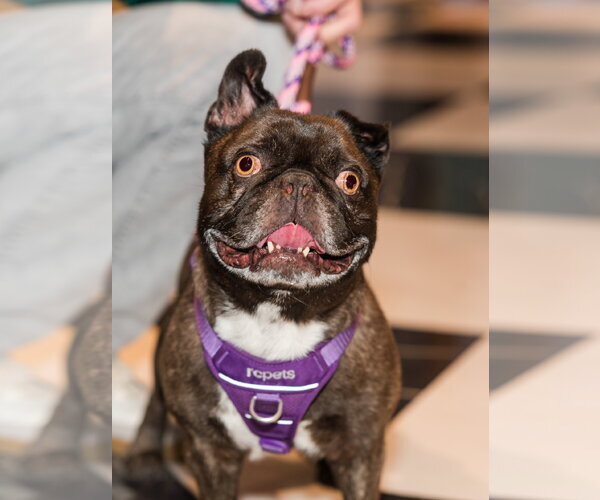 Medium Photo #1 French Bulldog Puppy For Sale in St. Louis Park, MN, USA