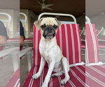 Small Pug