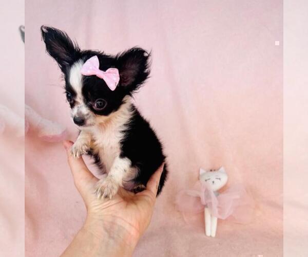 Medium Photo #7 Chihuahua Puppy For Sale in FORT LAUDERDALE, FL, USA