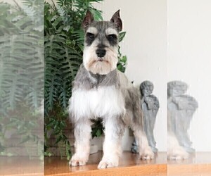 Father of the Schnauzer (Miniature) puppies born on 10/02/2025