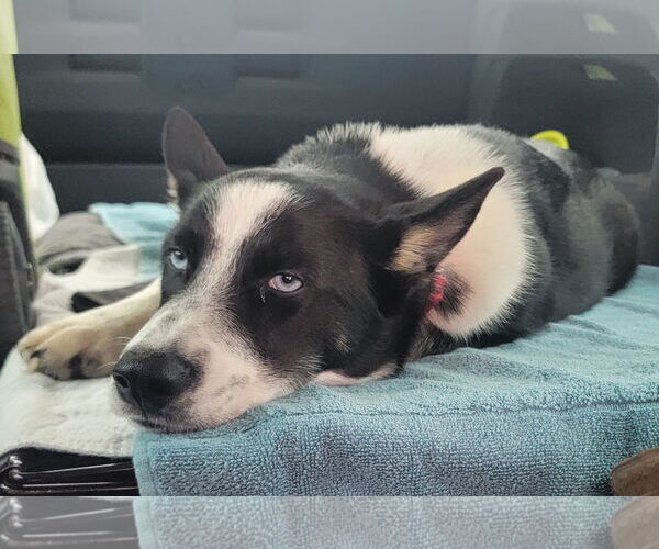 Medium Photo #2 Siberian Husky-Unknown Mix Puppy For Sale in Wakefield, RI, USA